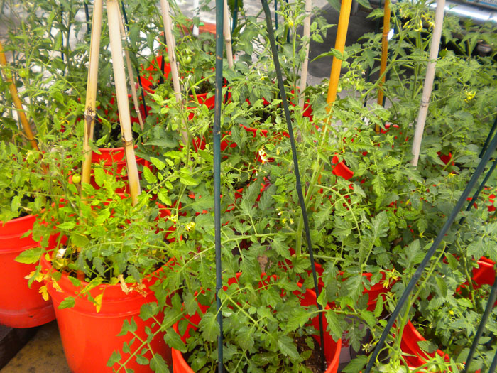 Home grown tomatoes, Colorado