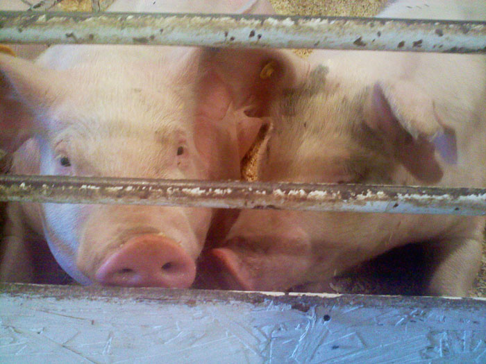 El Paso County Fair, Calhan, CO
