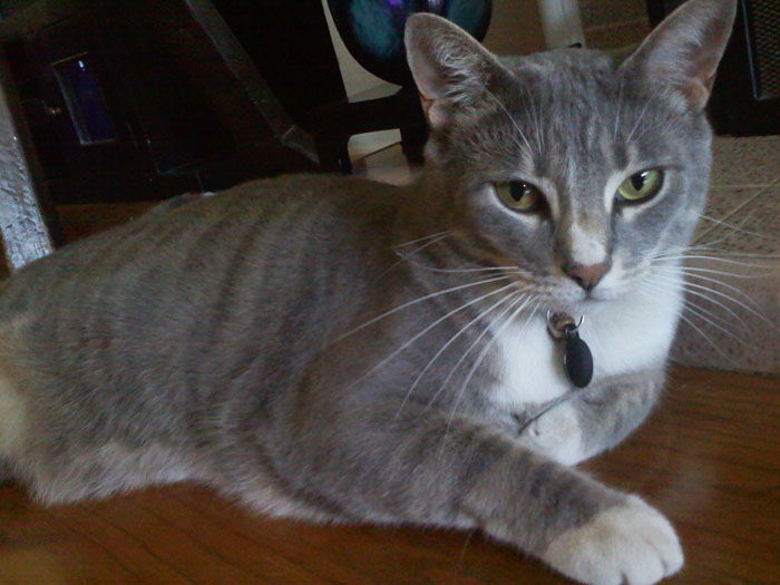 My brother's cat Jake, Glendale, CA