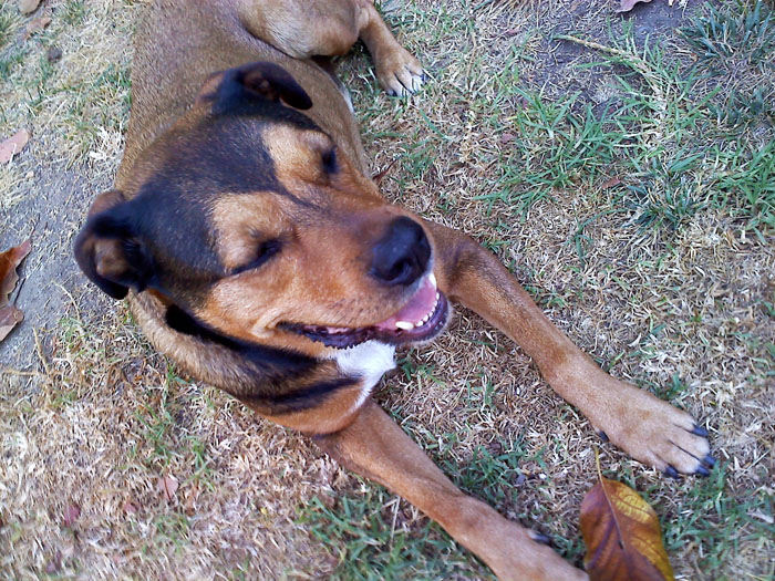 My brother's dog Bubba, Glendale, CA