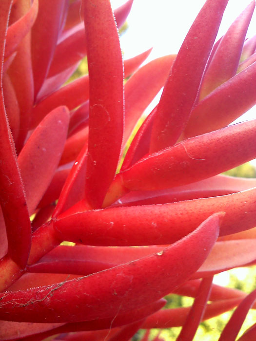 A red plant, Glendale, CA