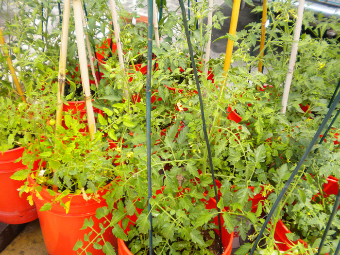 Tomato plants, mid July