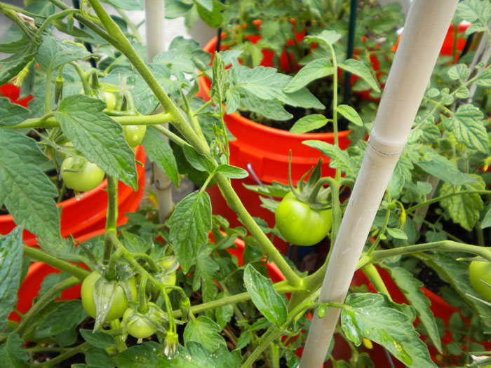 Tomato plants, mid July