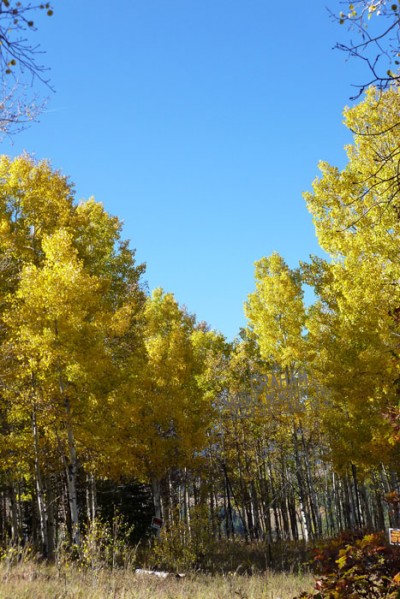 St. Charles Campground, Lake Isabel, CO – Oink